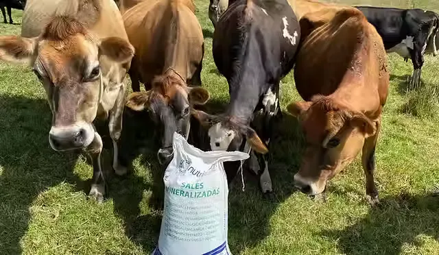 Sales Mineralizadas